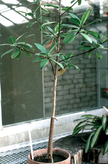 Rhizophora mangle cultivation